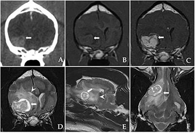 Endoscopy-assisted resection of a sphenoid-wing meningioma using a 3D-printed patient-specific pointer in a dog: A case report